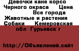 Девочки кане корсо. Черного окраса.  › Цена ­ 65 000 - Все города Животные и растения » Собаки   . Кемеровская обл.,Гурьевск г.